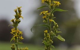 Echte guldenroede langs bermtalud in de Achterhoek