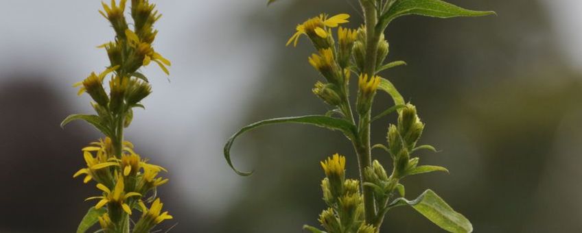 Echte guldenroede langs bermtalud in de Achterhoek