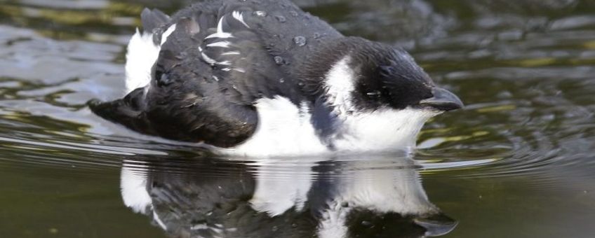 Kleine alk in de vijver van het NIOZ op Texel, 20 november 2015