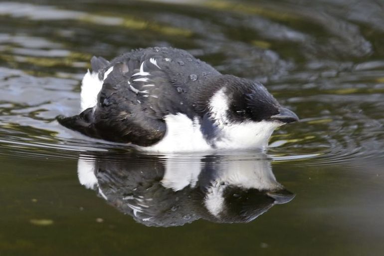 Kleine alk in de vijver van het NIOZ op Texel, 20 november 2015