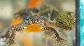 Alpenwatersalamander