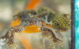 Alpenwatersalamander