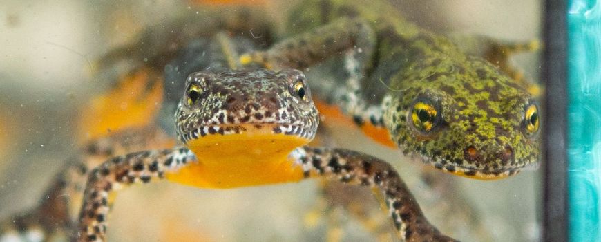 Amfibieën in botanische tuin gebaat bij aparte vijvers