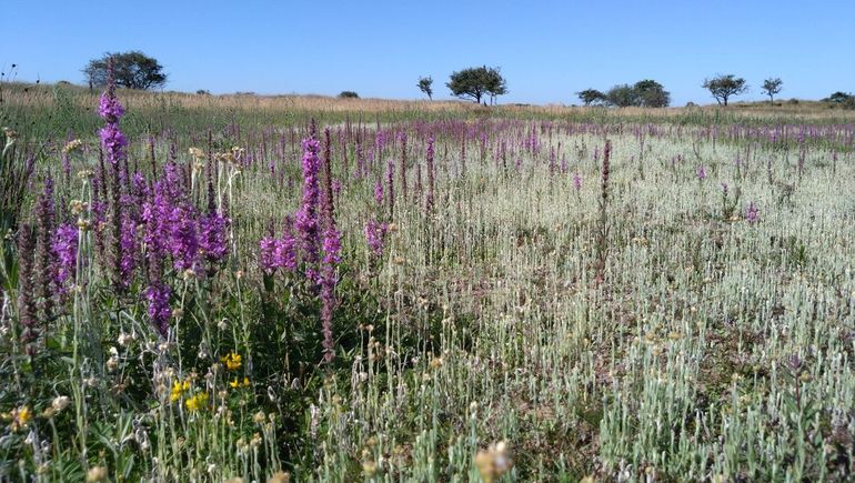 De exclosures in de Amsterdamse Waterleidingduinen hebben een duidelijk effect op het aantal plantensoorten, op de diversiteit, de hoogte én het bloemaanbod