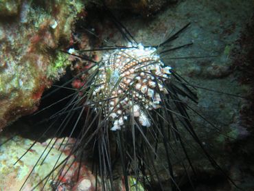 Dying Diadema sea urchin