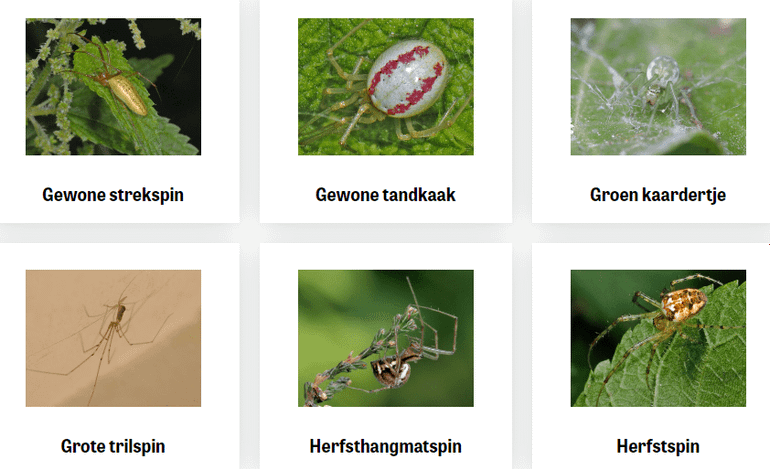 Het soortenboek biedt een overzicht van de meest waargenomen spinnen in huis en tuin