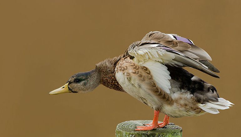 Wilde eend, man ruiend van eclips- naar prachtkleed, deze vogel is het eclipskleed al bijna kwijt