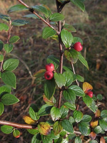 Cotoneaster dielsianus