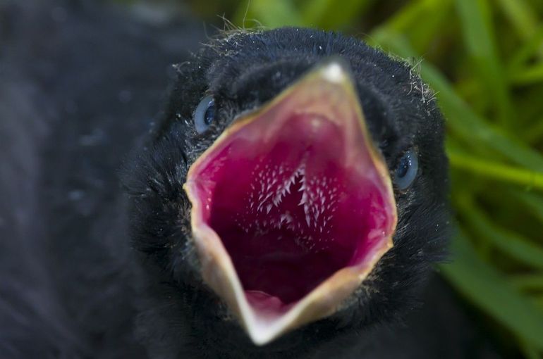 De kuikens van zwarte kraaien zijn echte schrokoppen