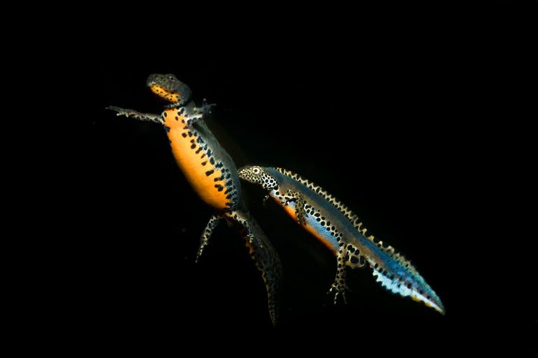 Een zwanger alpenwatersalamander vrouwtje (links) met achter haar een alpenwatersalamander mannetje in prachtkleed (rechts). Tijdens de paartijd zijn de mannetjes opvallend blauw en hebben ze een gestreepte kam op hun rug