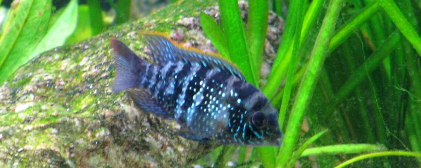 Blue acara, Andinoacara pulcher