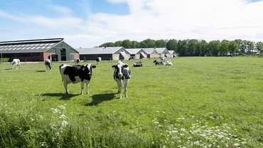 Belangrijk is ook dat de maatregelen voor het versterken van biodiversiteit financieel duurzaam zijn, zodat er voor boeren, recreatieondernemers en andere partijen ook in de toekomst een goede boterham te verdienen valt