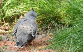 pixabay crested pigeon