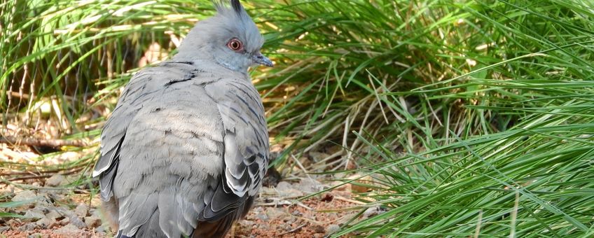 crested pigeon