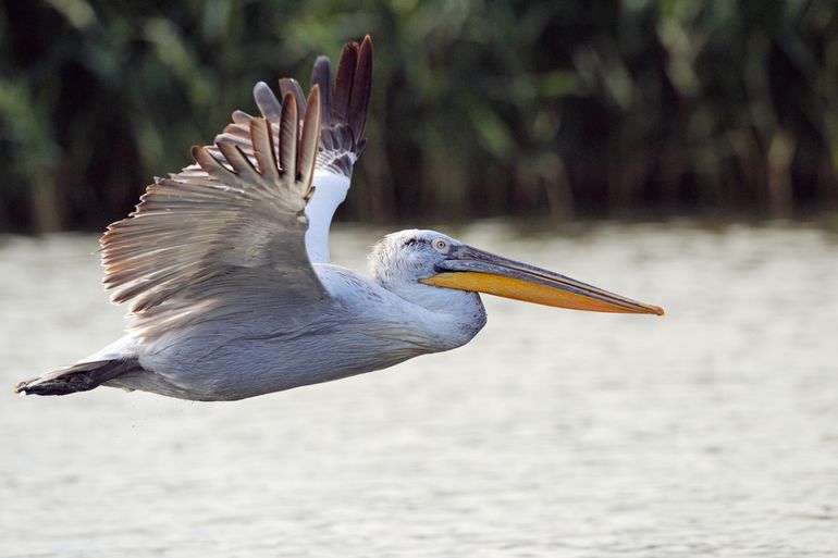 De kroeskoppelikaan is dé ambassadeur voor wetlands en soorten die natte natuur nodig hebben