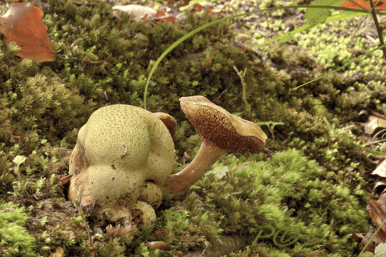 Kostgangerboleet parasiterend op Gele aardappelbovist