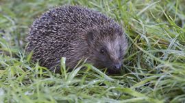 Erinaceus europaeus. Egel