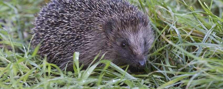 Erinaceus europaeus. Egel