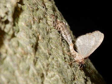 Paring van het vleugelloze vrouwtje (boven) en het gevleugelde mannetje