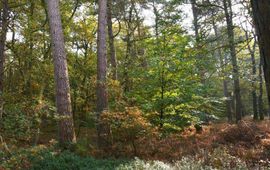 natuurvolgend bosbeheer Kroondomein het Loo