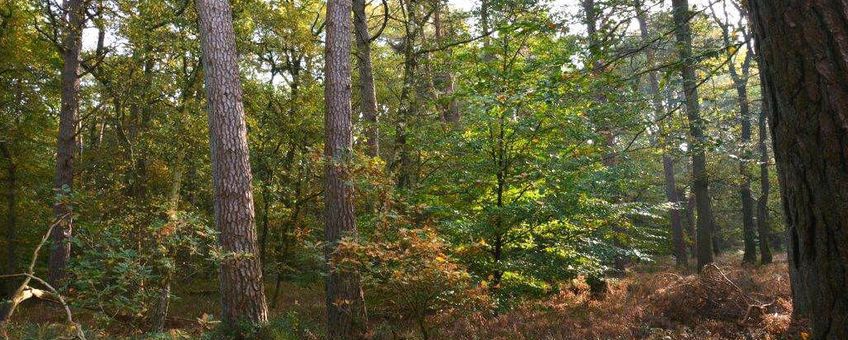 natuurvolgend bosbeheer Kroondomein het Loo