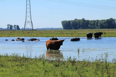 Terwijl de Schotse Hooglander toekijkt, steken de waterbuffels een kreek over