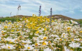 Vincent Lap Bloemrijk Texel