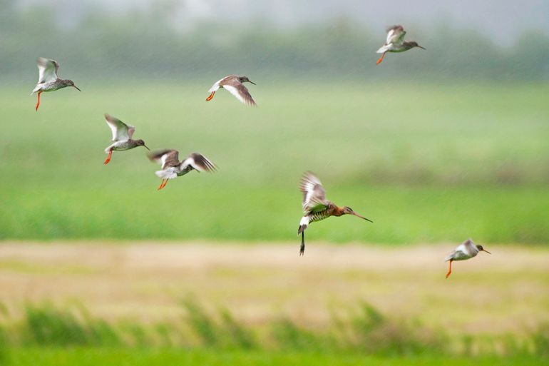 Tureluurs bij Augustinusga op 5 juni 2014 