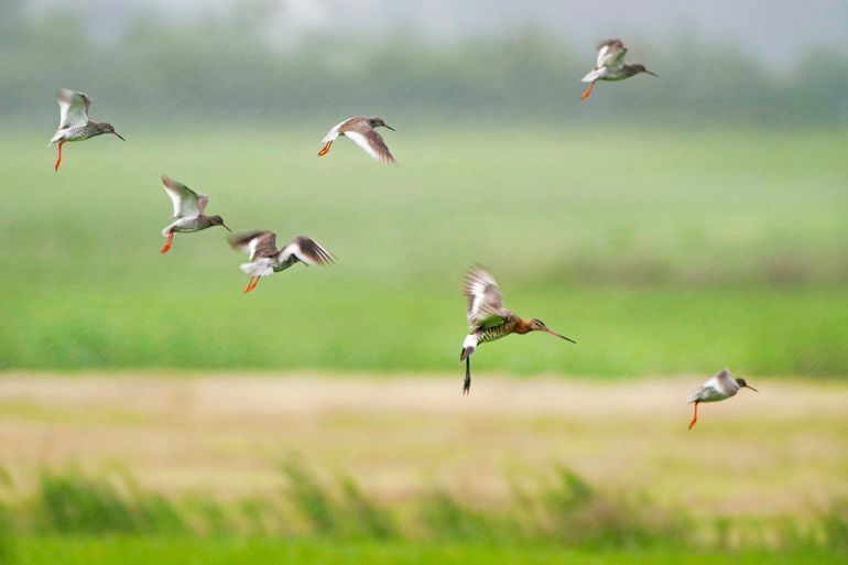 Tureluurs bij Augustinusga op 5 juni 2014 