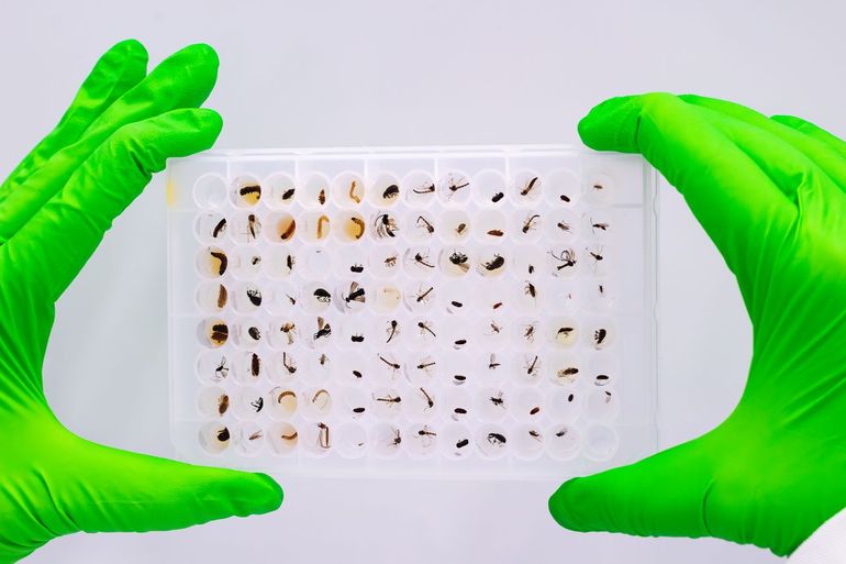 Om alle Nederlandse soorten te kunnen herkennen, moet je eerst alle 50.000 soorten hébben