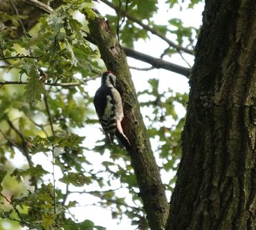 Middelste bonte specht in Hortus Nijmegen