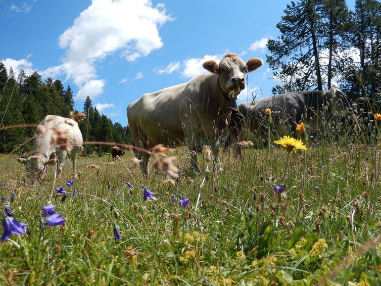 De Alpen zijn hotspots voor biodiversiteit