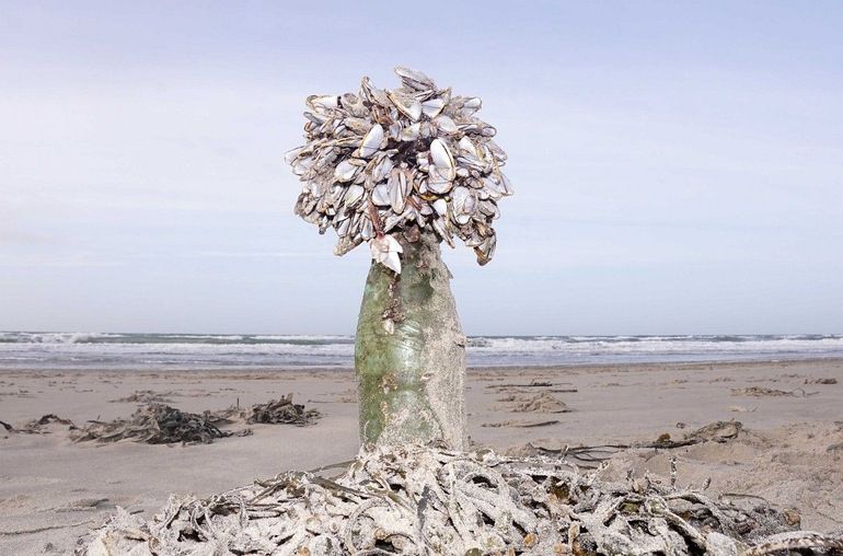 Gewone eendenmossels vastgehecht aan een glazen fles