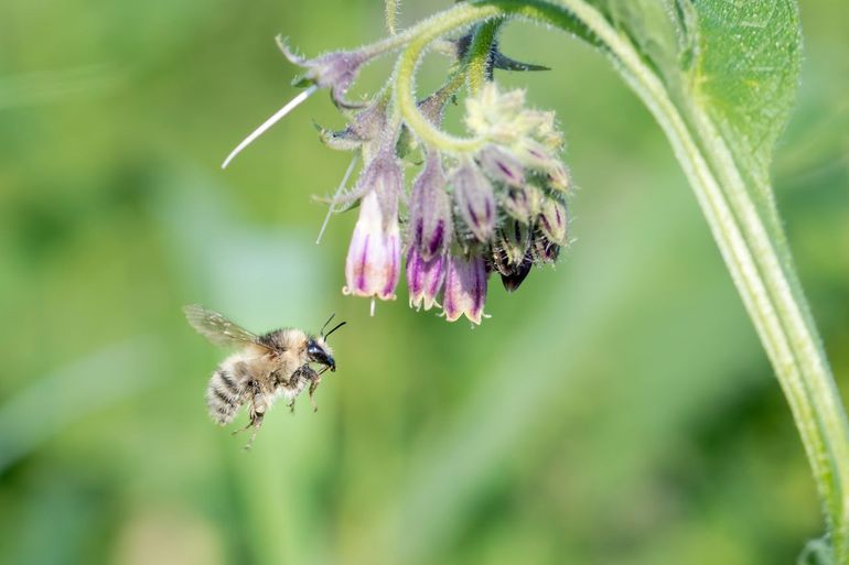 Zandhommel op gewone smeerwortel