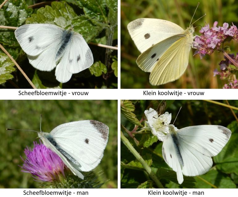 Scheefbloemwitje en klein koolwitje, mannetje en vrouwtje