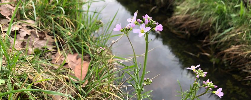 Pinksterbloem