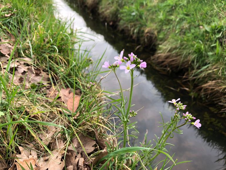 De eerste pinksterbloemen komen al in bloei. Vijftig jaar geleden werden ze pas rond 18 april in bloei gezien. De gemiddelde eerste bloeidatum lijkt dit jaar uit te gaan komen op 24 maart