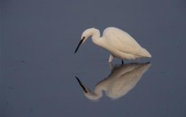 Egretta garzetta, Kleine_zilverreiger. Foto: Saxifraga-Arie de Knijff. http://www.freenatureimages.eu