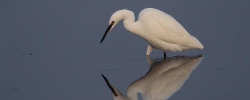 Egretta garzetta, Kleine_zilverreiger. Foto: Saxifraga-Arie de Knijff. http://www.freenatureimages.eu