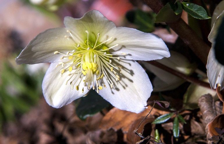 De grote bloemen van helleborus hangen naar beneden, zodat er geen regen of sneeuw in komt