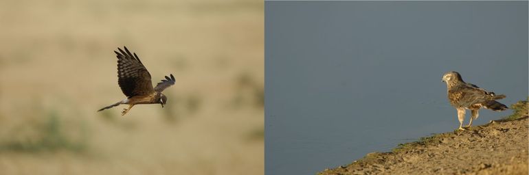 Een jagend vrouwtje Grauwe Kiekendief in Senegal en een tweedekalenderjaar mannetje Grauwe Kiekendief bij een waterpoel in Senegal