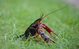 Luc Hoogenstein, CC BY-SA 4.0 Rode Amerikaanse rivierkreeft. Procambarus clarkii