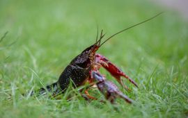 Rode Amerikaanse rivierkreeft. Procambarus clarkii