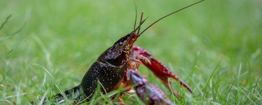 Rode Amerikaanse rivierkreeft. Procambarus clarkii