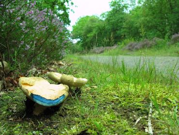 Ook in de toekomst worden paddenstoelen als de Indigoboleet in de gaten gehouden.