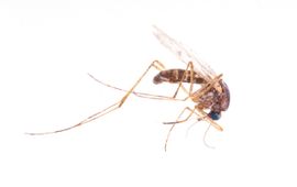 Hans Smid bugsinspace.nl Culiseta bergrothi steekmug