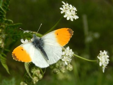 In het voorjaar vliegen er heel veel oranjetipjes in het Kuinderbos