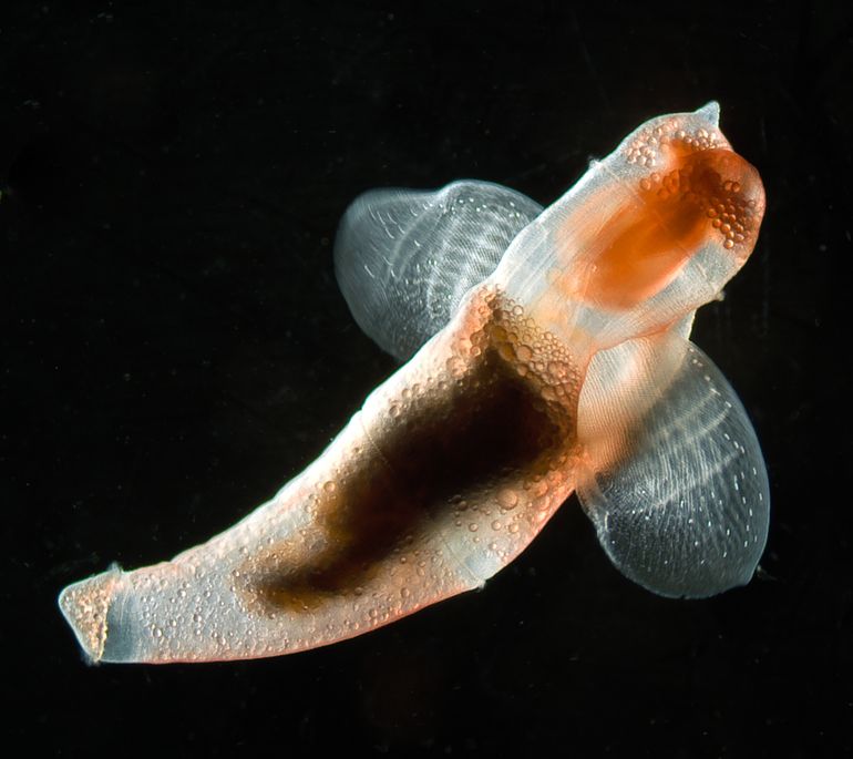 Sea angel Clione antarctica