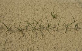 Saxifraga-Marijke Verhagen Zandzegge