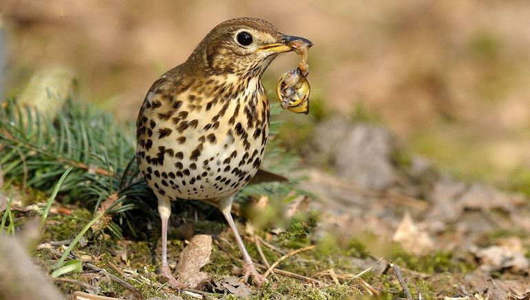 Egels en vogels zijn natuurlijke slakkenverdelgers